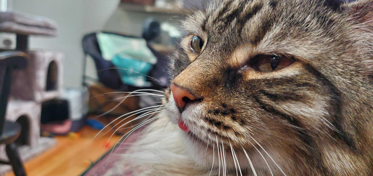 One of Garrett's two cats, Hermes the half maine-coon, giving a blep